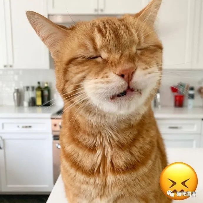 又一波猫咪cos表情包,你们觉得像吗