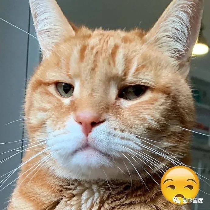 又一波猫咪cos表情包,你们觉得像吗