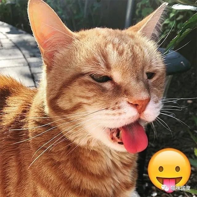 又一波猫咪cos表情包,你们觉得像吗