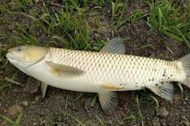 夏天的草鱼不咬钩?不料老司机透露这钓法,才刚一开钓就中鱼