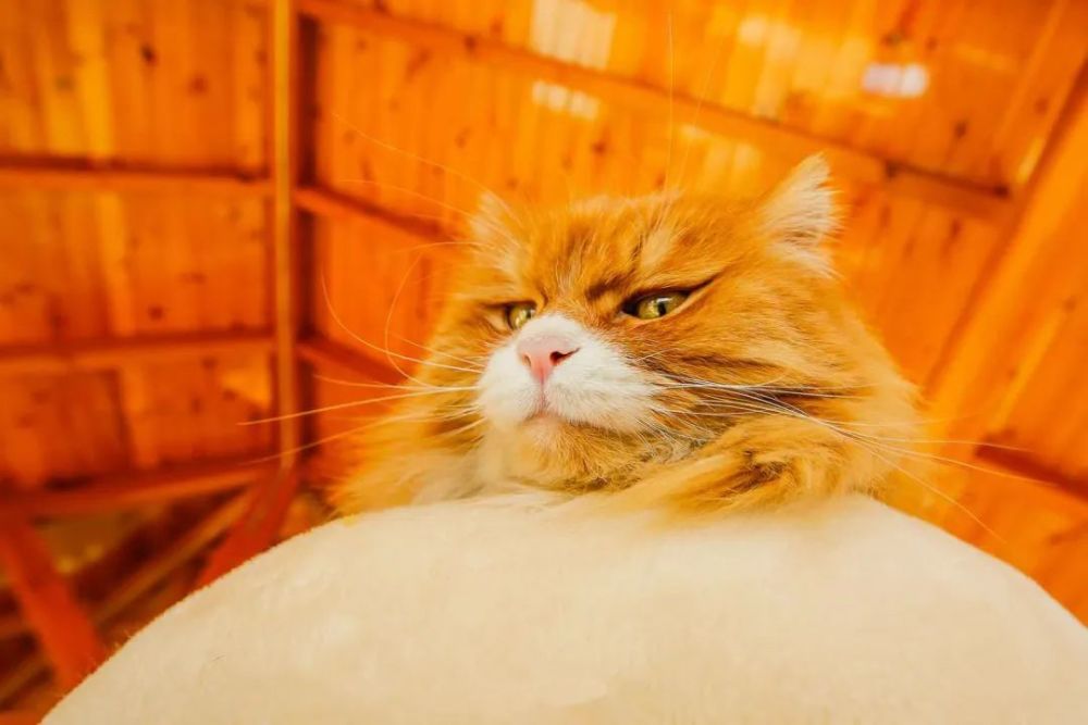 今日超话#居然被观复猫帅到了