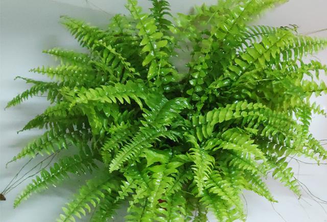 能净化空气的波士顿蕨,养护简单颜值高,喜欢观叶植物的可以试试