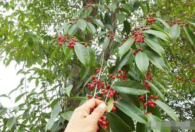 东北种植香叶树(沉香树东北种植可以吗)