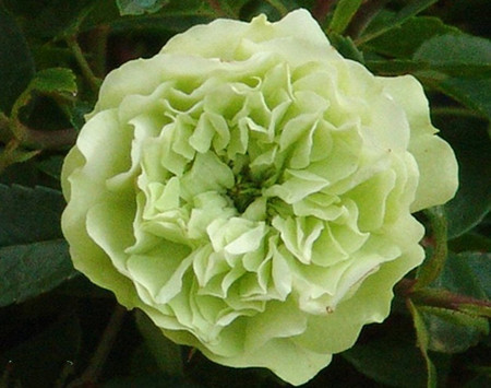 喜欢绿色月季的小伙伴看这里啦每一种都超美