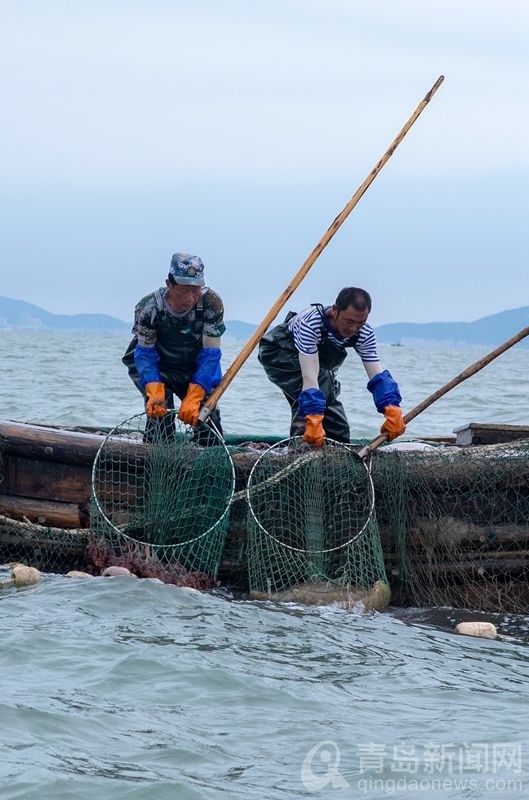 黄山海蜇大丰收 跟船出海见证捕捞作业全过程
