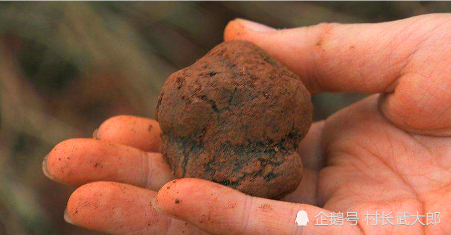 云南深山里的猪拱菌当地人不爱吃出口国外却是顶级食材