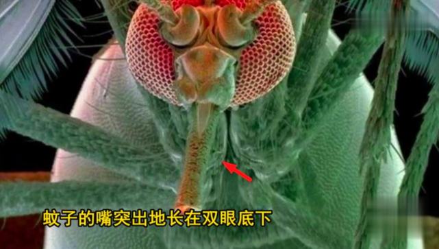 蚊子到底怎样吸血的专家将其放大200倍查看这操作眼花缭乱