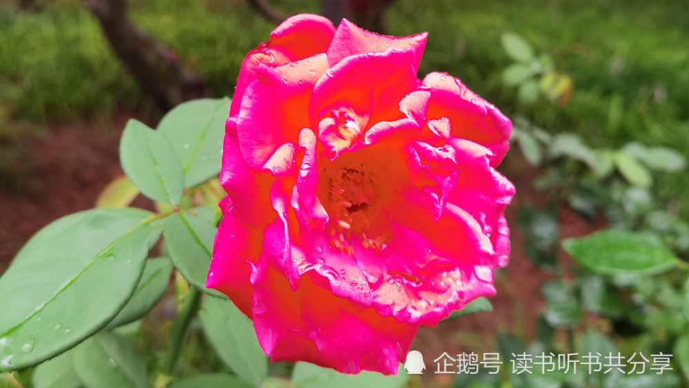 晓看红湿处 素颜的花朵 更加的娇羞 腾讯新闻