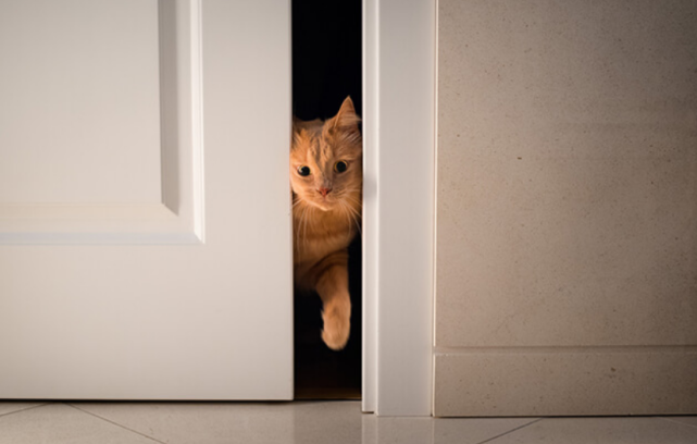 主人关门后猫咪蹲在门外是无聊可没这么简单还隐含这些原因