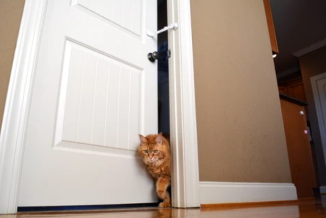 主人关门后猫咪蹲在门外是无聊可没这么简单还隐含这些原因