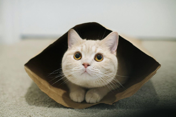 为何曾经温柔的猫突然变得暴躁 这些原因让它们性格改变 铲屎官 猫咪 幼猫