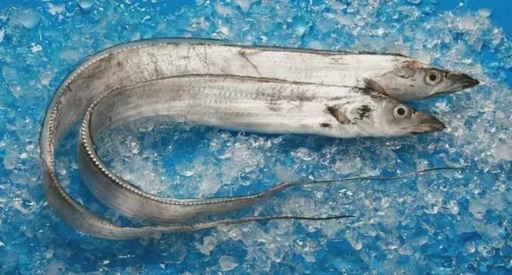 为什么平时很少买到活的带鱼