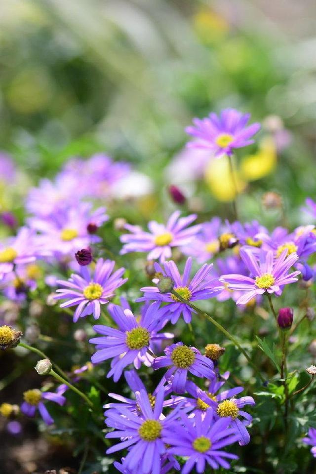 阳台文艺小碎花 姬小菊的养护技巧 姬小菊 阳台 花卉 打顶