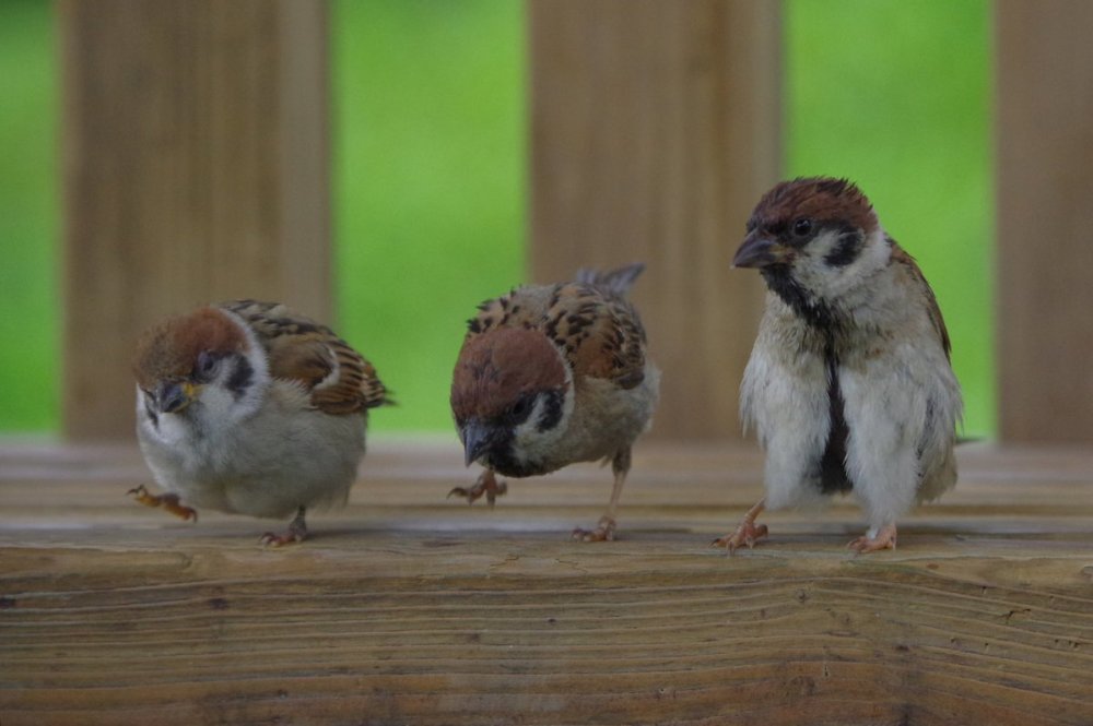 泰米尔纳德邦|印度一只麻雀在配电盘上筑巢，为让鸟妈妈安心孵蛋全村断电35天