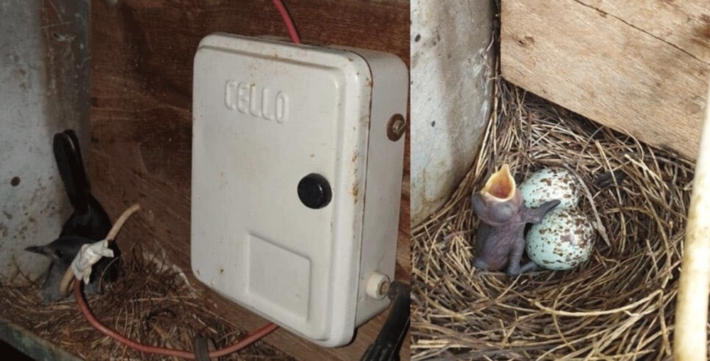 泰米尔纳德邦|印度一只麻雀在配电盘上筑巢，为让鸟妈妈安心孵蛋全村断电35天