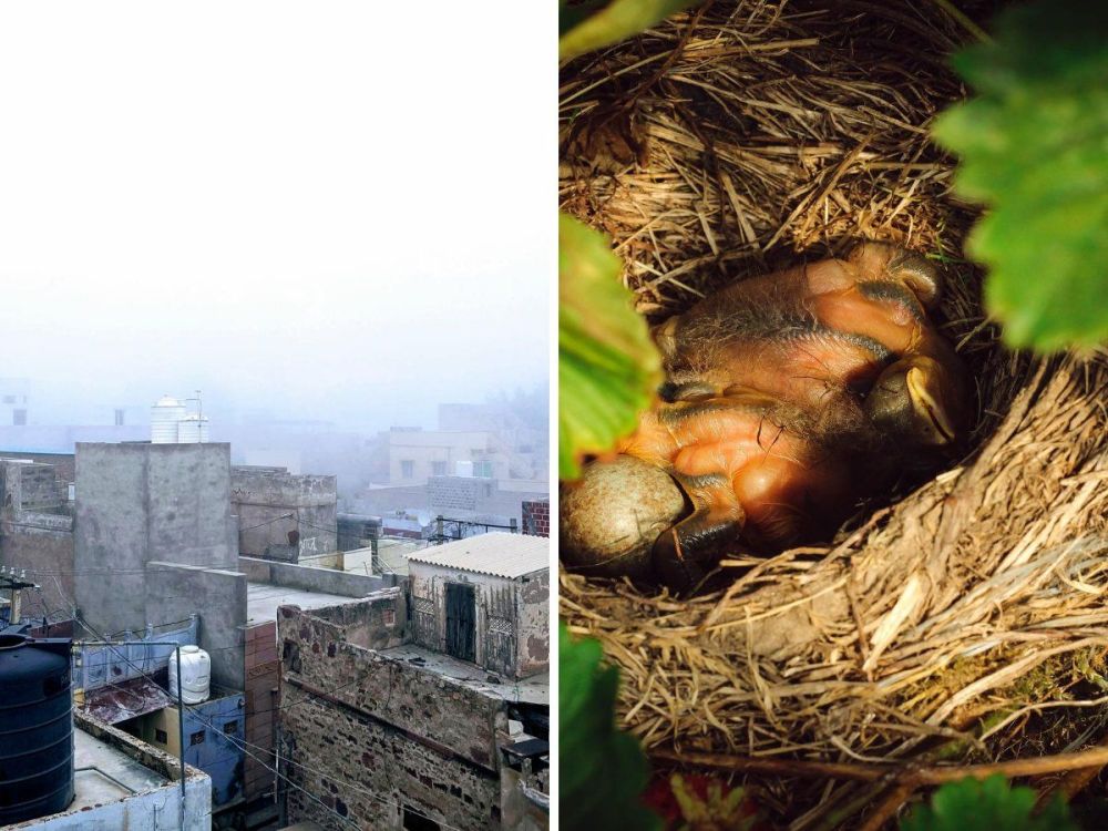 泰米尔纳德邦|印度一只麻雀在配电盘上筑巢，为让鸟妈妈安心孵蛋全村断电35天