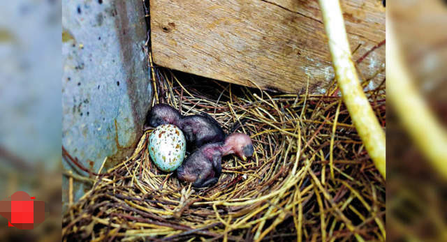 泰米尔纳德邦|印度一只麻雀在配电盘上筑巢，为让鸟妈妈安心孵蛋全村断电35天