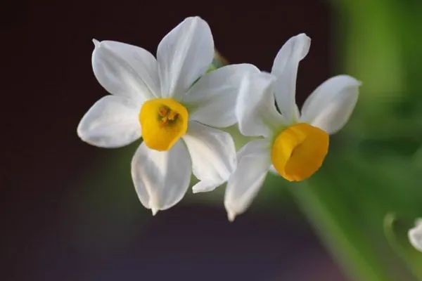 镜中月 水中花 水仙花 仲尘 凌波仙子 水仙花