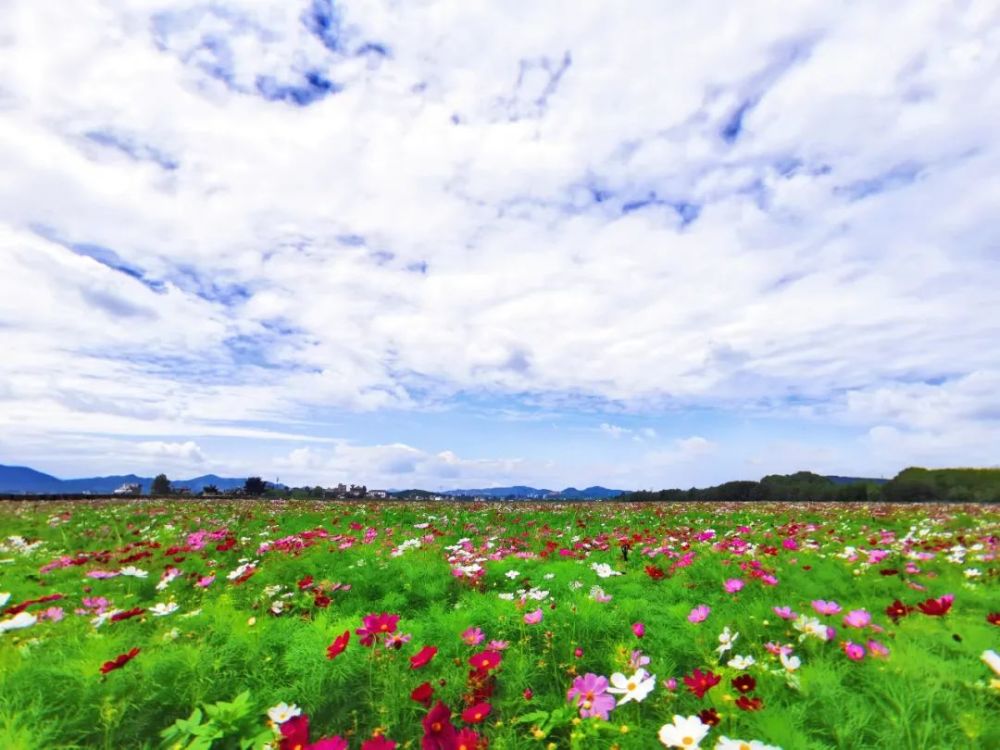 昭通这个地方藏着一片花海