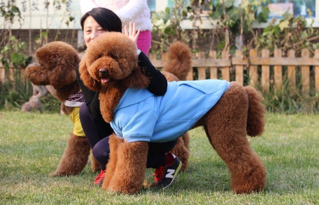 为什么很少有人养巨型贵宾犬先看看你有没有这些条件