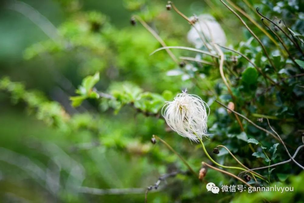 你可知道甘南已繁花似锦 花开半夏 请君莫负花期 腾讯新闻