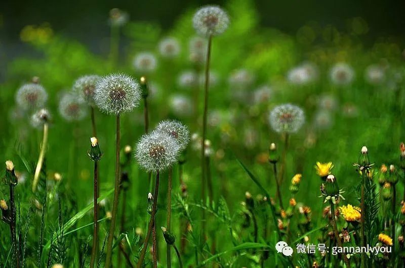 你可知道甘南已繁花似锦 花开半夏 请君莫负花期 腾讯新闻