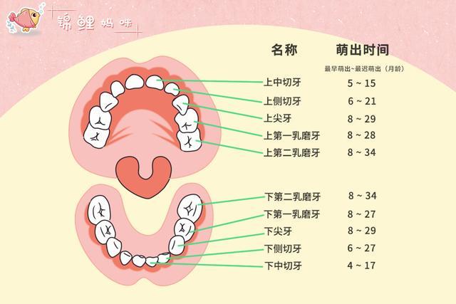 娃出牙晚就得补钙乳牙龋齿没关系关于乳牙的误区你中了几个