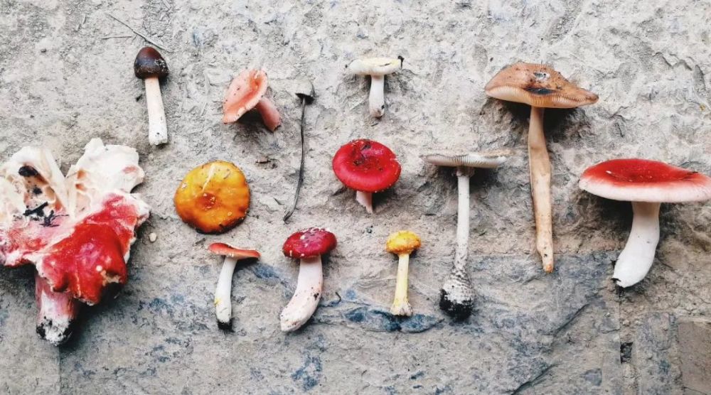 区分常见毒蘑菇的有什么方法？