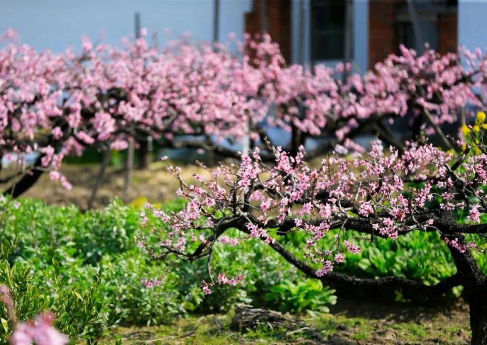 去处 奉贤黄桃3月日进入花期 这些赏花好去处你知道吗 腾讯新闻