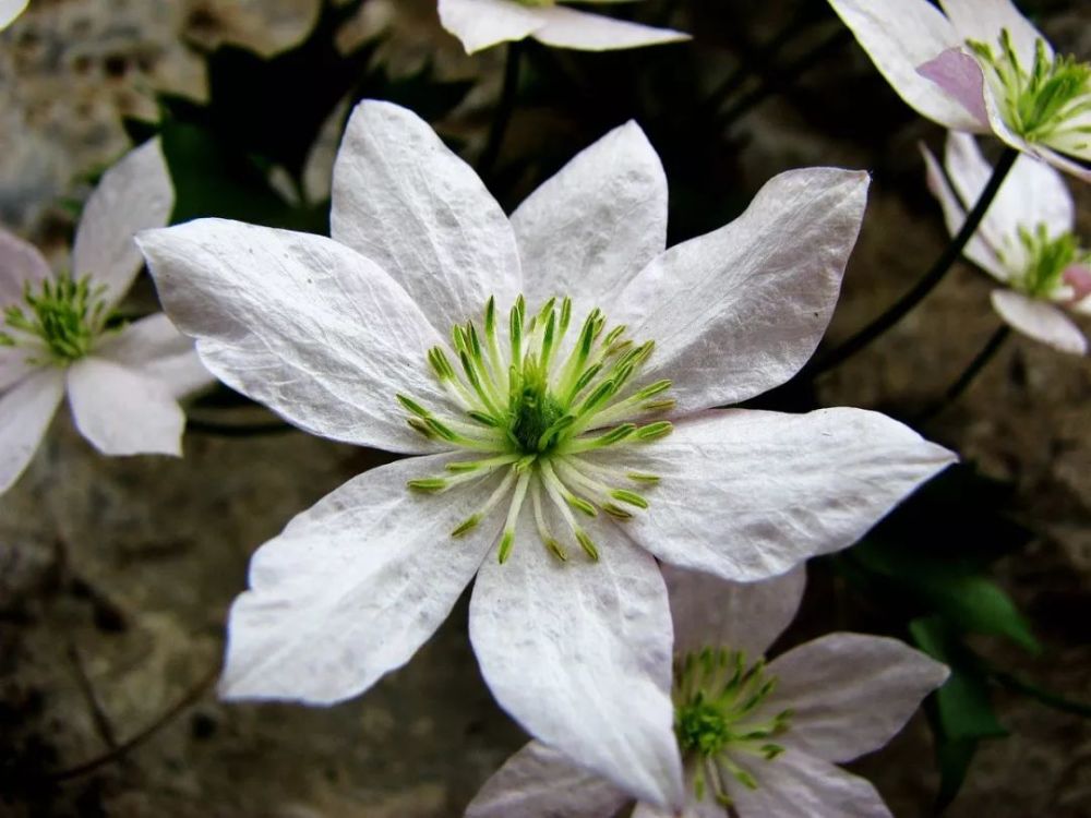 槭葉鐵線蓮clematis acerifolia maxim.