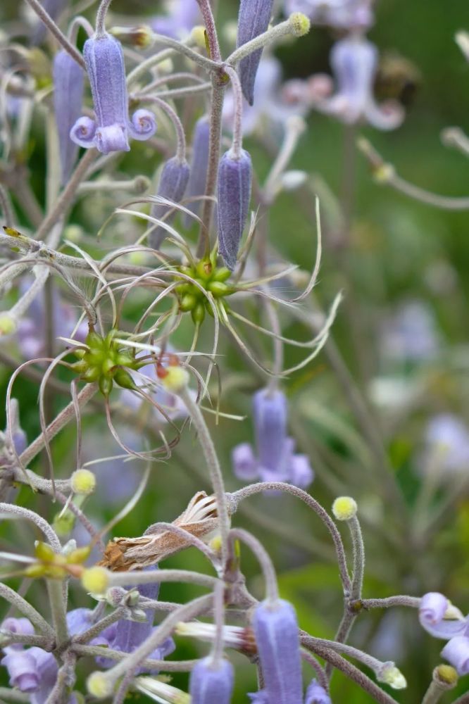 潇洒的美丽华北地区铁线莲属植物漫谈