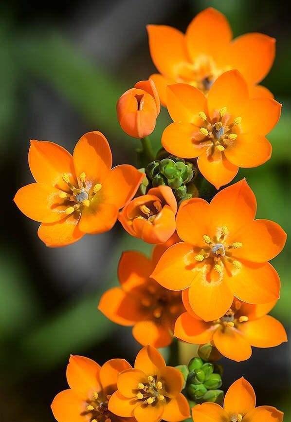 万年青可不只有绿叶 这款不一样 开花样子更迷人 万年青 虎眼万年青 种球