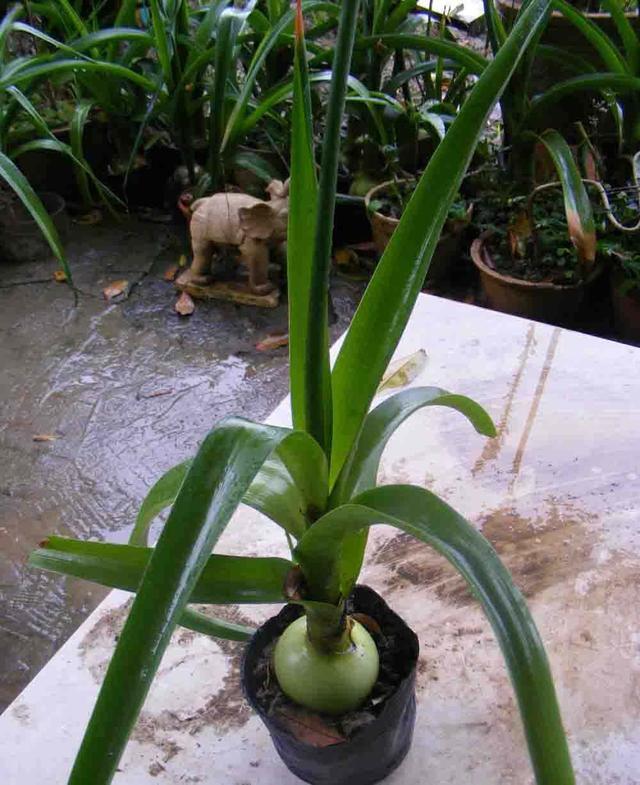 万年青可不只有绿叶 这款不一样 开花样子更迷人 万年青 虎眼万年青 种球