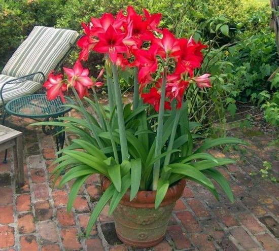 有3种花四季都能开花家养装饰感强美化环境养护难度小好上手