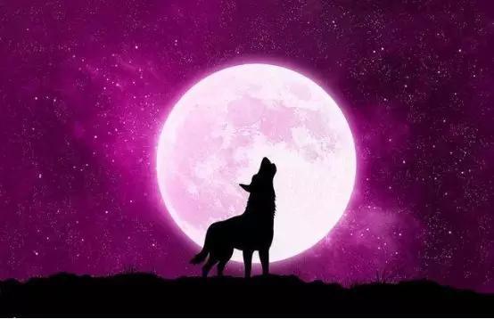 山野间自由奔跑的狼谁来理解你的孤独