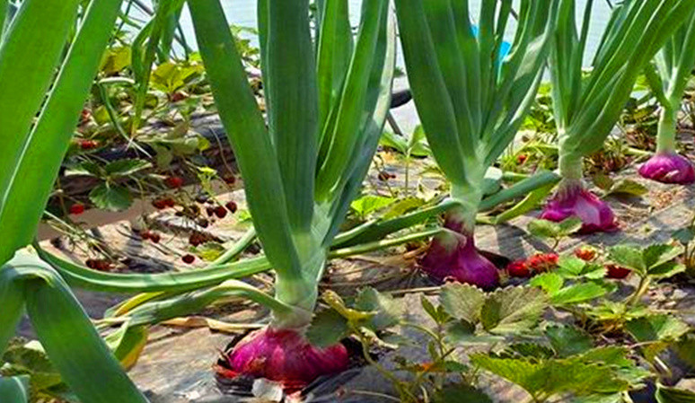 平时经常吃洋葱,对身体有什么好处?