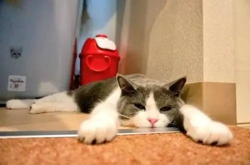 一到夏天,它就瘫了