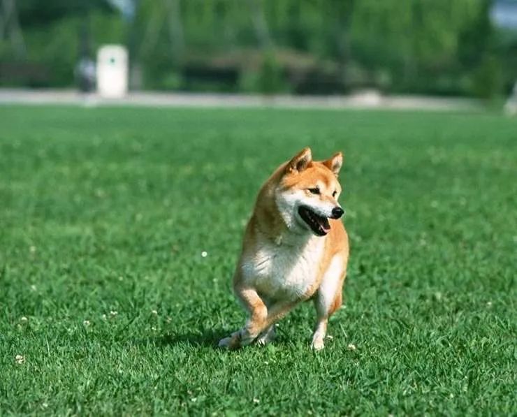 中国最有名的土特产之一 中华田园犬 腾讯新闻