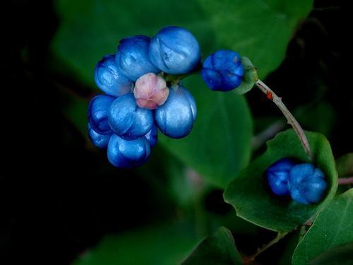 农村1种叶上彩果蛇见了掉头爬老人家说此草煮水泡澡好