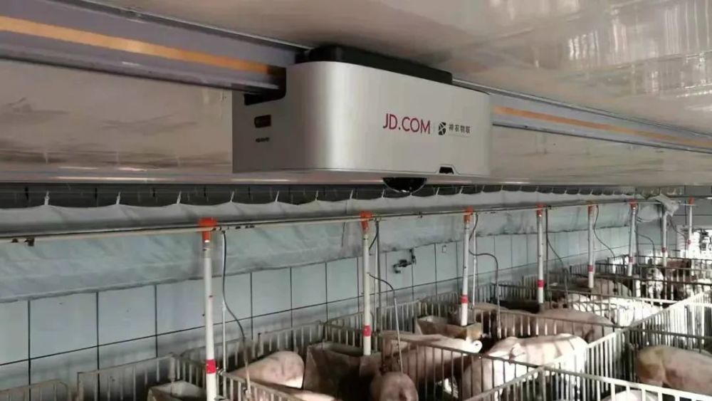 全球缺猪!猪肉价格连涨8周!消费者还吃得起吗?