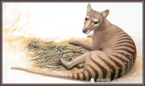 古代生物 袋狼 因为让农夫错认为是澳洲野犬而惨遭灭绝 腾讯新闻
