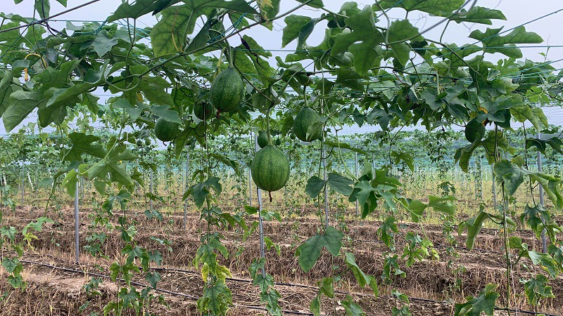 比特红短视频携手满园春共建扶贫产业化基地,振兴乡村经济