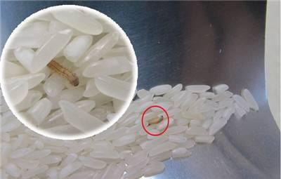 天气一热大米都不好保存,怎么避免生虫子,这几点要做到