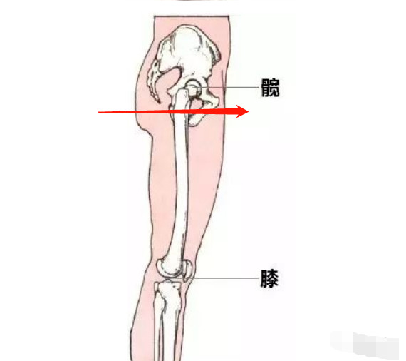 股骨前移主要是附着在股骨小转子上的腰大肌疲软不工作,髋关节容易从