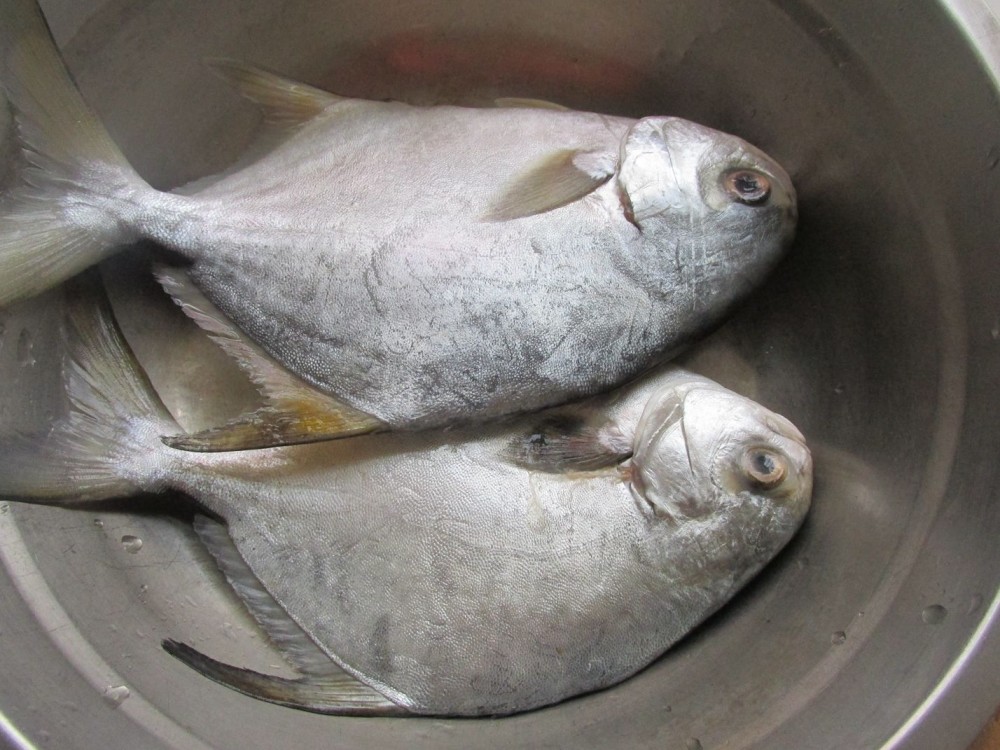 所用材料:银鲳鱼2条,葱1块,姜1块,盐适量,生抽1