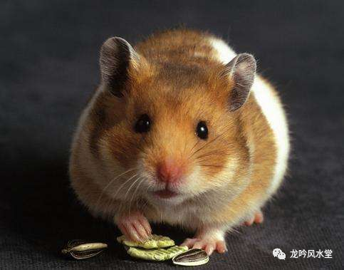 属鼠人在2021年的运势运程全析