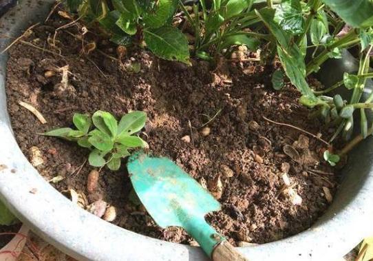 盆栽植物松土 别光靠换盆了 用它们浇花 1月1次就能出效果 水溶肥 自来水 蚯蚓粪 花卉 自制肥料