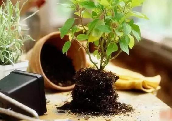 盆栽植物松土 别光靠换盆了 用它们浇花 1月1次就能出效果 腾讯新闻