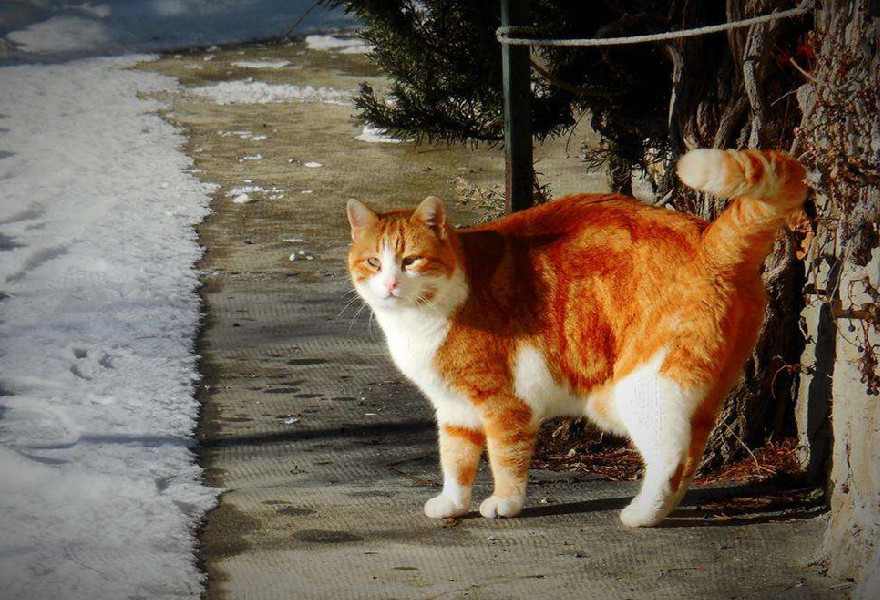 世界各地都有哪些节日与猫有关 比利时抛猫节最具纪念意义 腾讯新闻