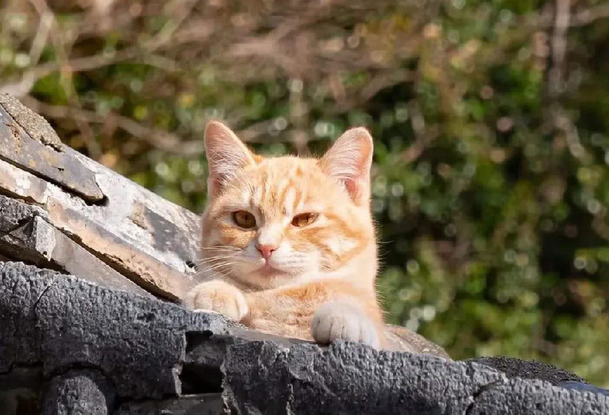 世界各地都有哪些节日与猫有关 比利时抛猫节最具纪念意义 腾讯新闻